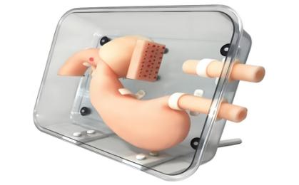 腸鏡訓(xùn)練模型選購指南：2025年主流品牌與科室應(yīng)用解析